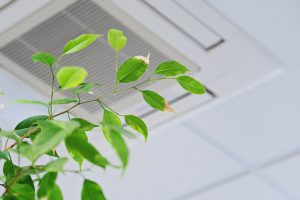 a house plant sits near a return air vent representing a way to improve indoor air quality in the home